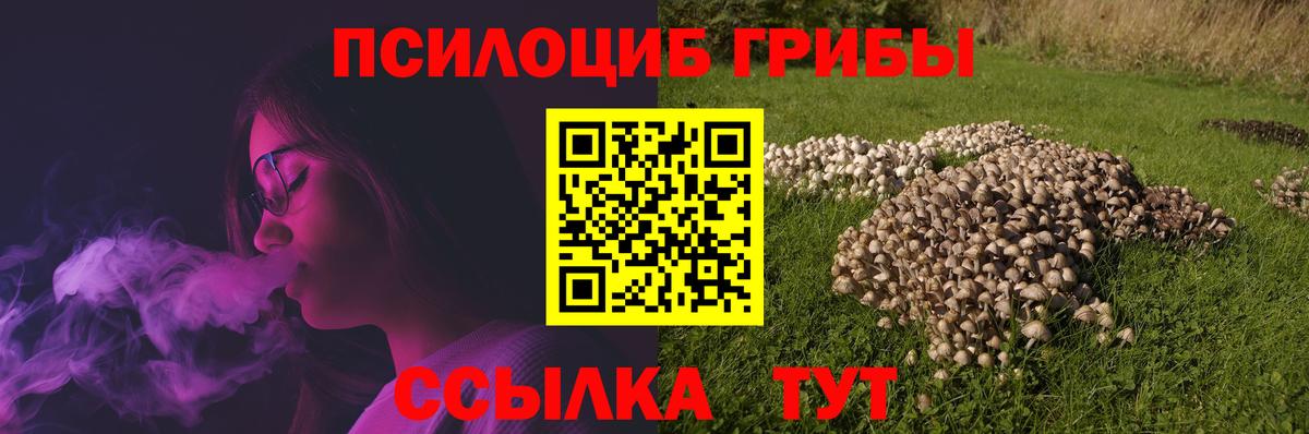 Псилоцибиновые грибы Psilocybe Сокол