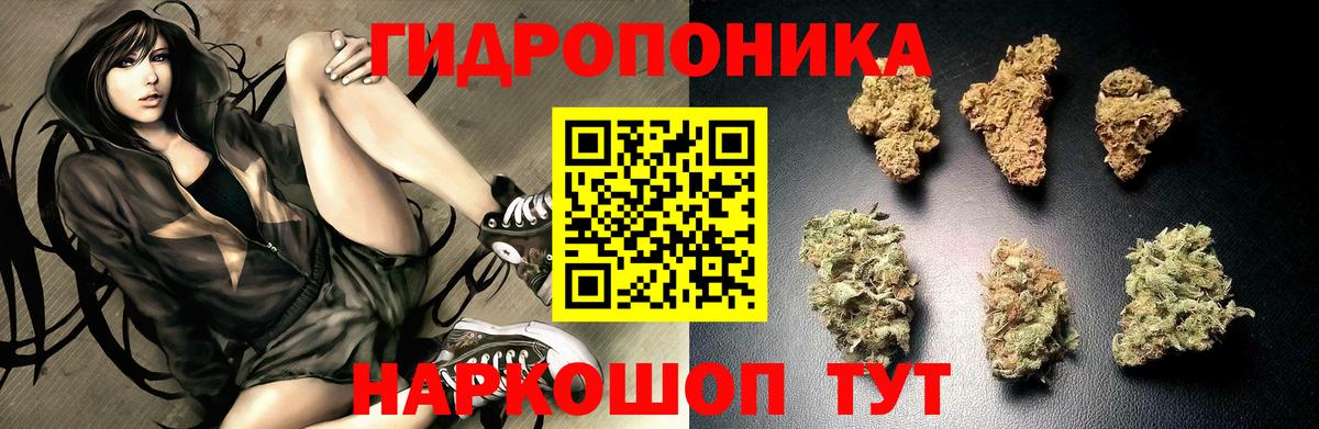 Каннабис конопля  Вход с VPN  Сокол  Марихуана OG Kush  Шишки марихуана конопля 